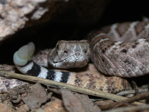  Crotalus atrox ID = 