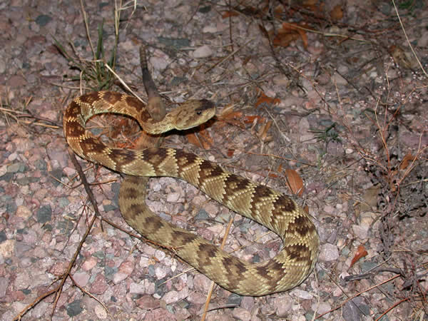  Crotalus molossus molossus ID = 