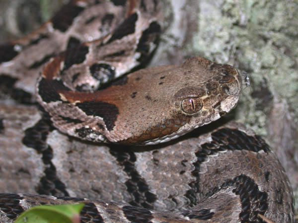  Crotalus horridus atricaudatus ID = 