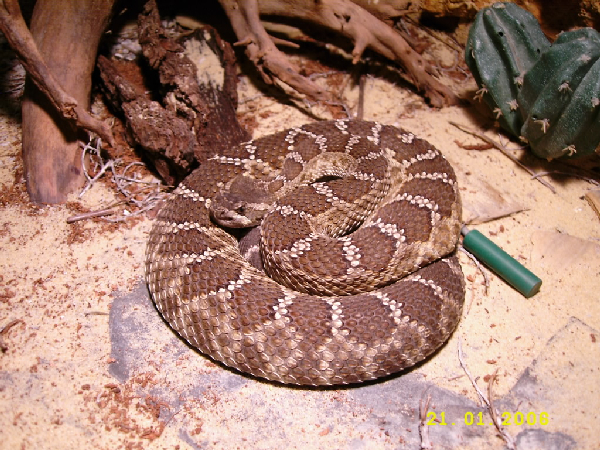  Crotalus oreganus helleri ID = 