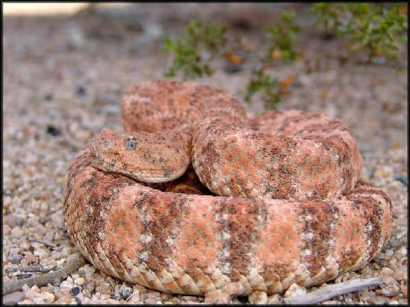  Crotalus mitchelli ID = 