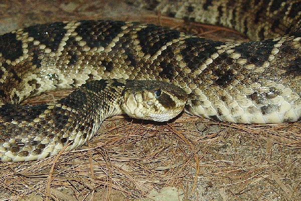  Crotalus adamanteus ID = 