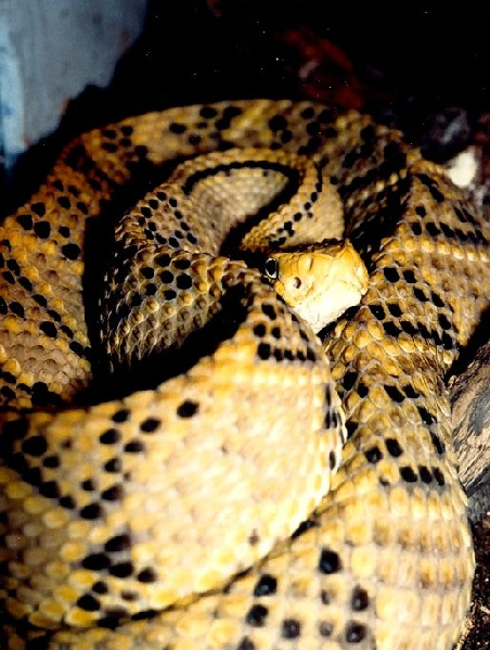  Crotalus durissus culminatus ID = 