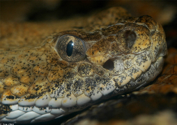  Crotalus horridus atricaudatus ID = 