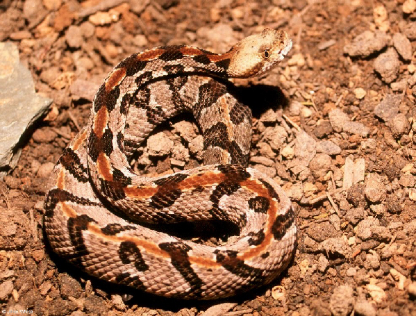  Crotalus horridus atricaudatus ID = 