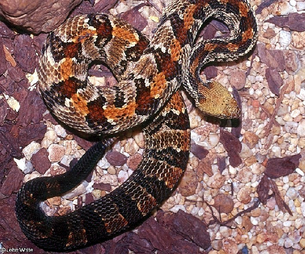  Crotalus horridus atricaudatus ID = 