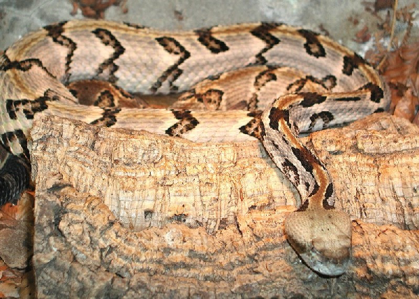  Crotalus horridus atricaudatus ID = 