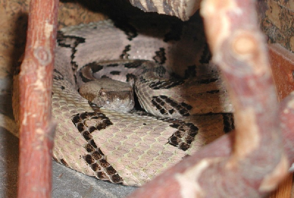  Crotalus horridus atricaudatus ID = 