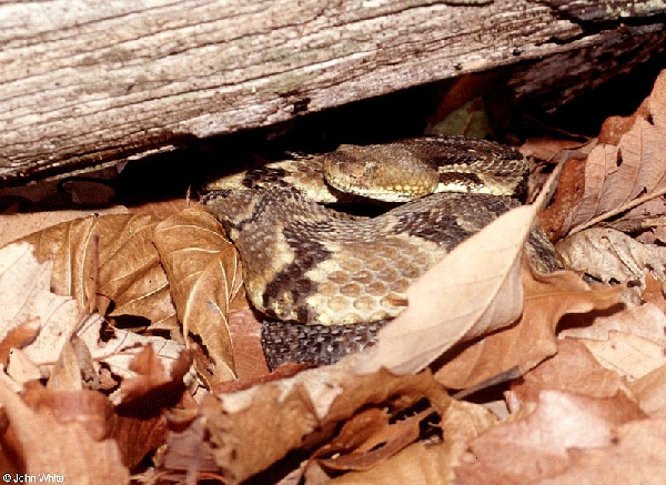  Crotalus h. horridus ID = 