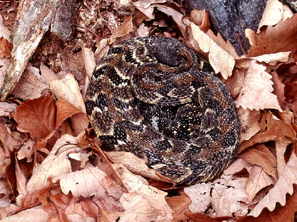  Crotalus h. horridus ID = 