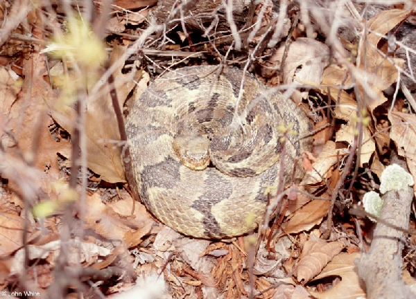  Crotalus h. horridus ID = 