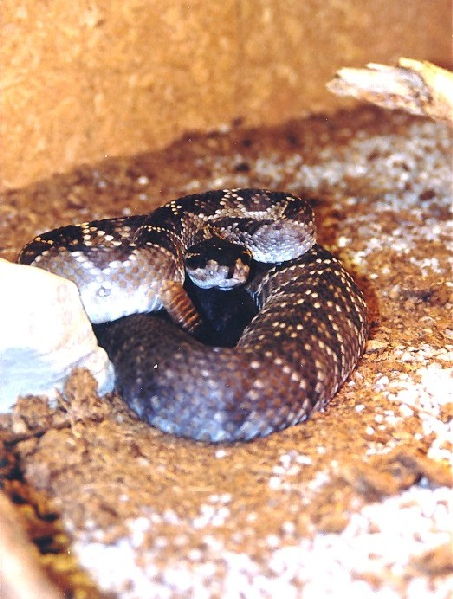  Crotalus molossus nigriscens ID = 