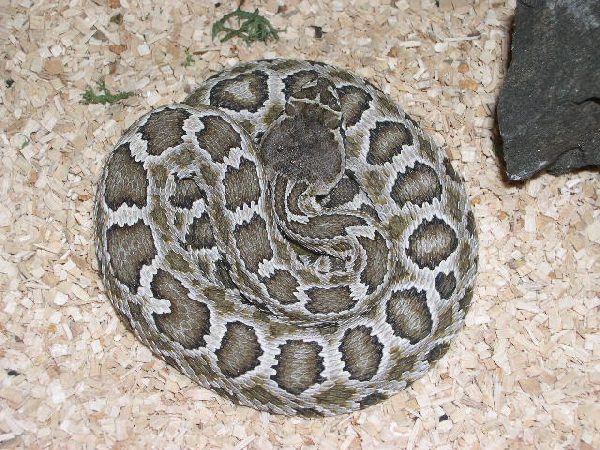  Crotalus oreganus helleri ID = 