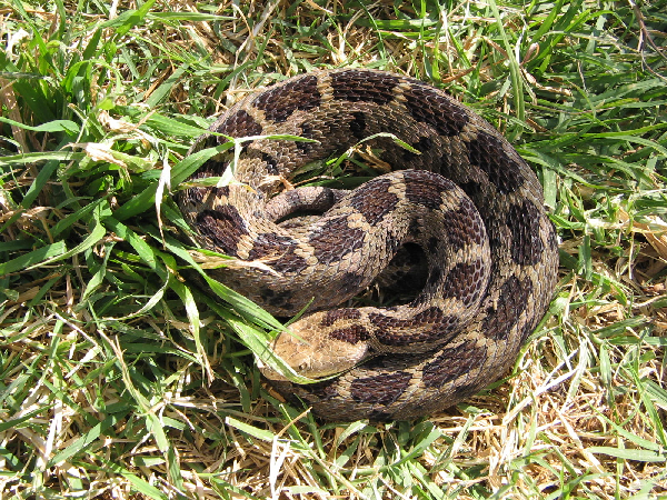  Crotalus ravus ID = 