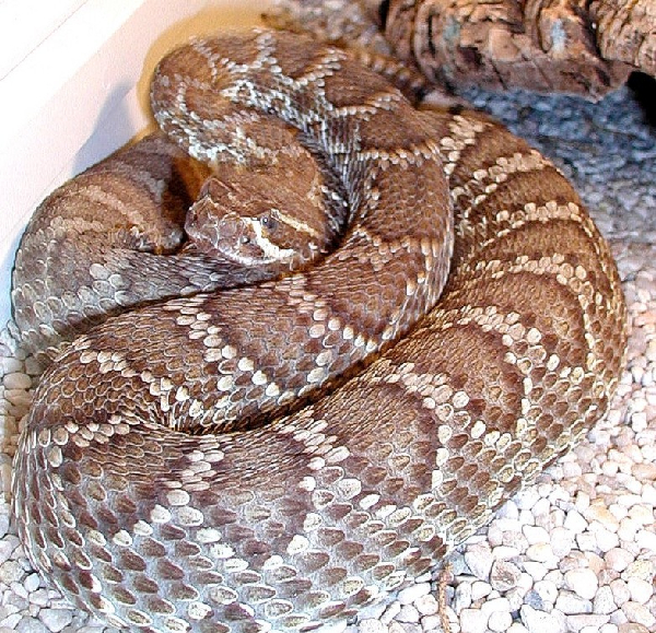  Crotalus scutulatus scutulatus ID = 