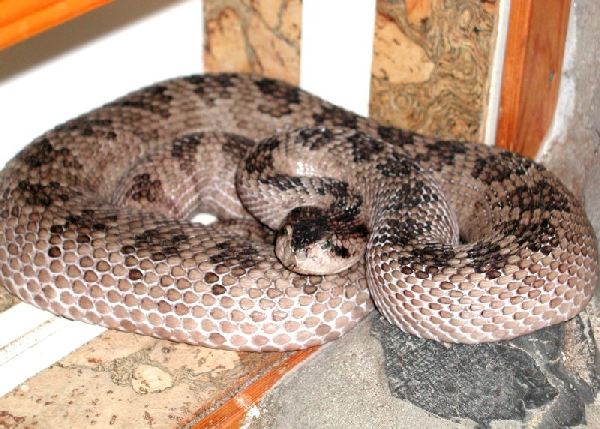  Crotalus scutulatus salvini ID = 