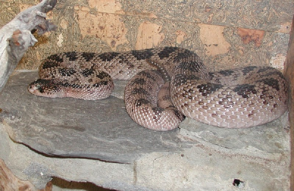  Crotalus scutulatus salvini ID = 