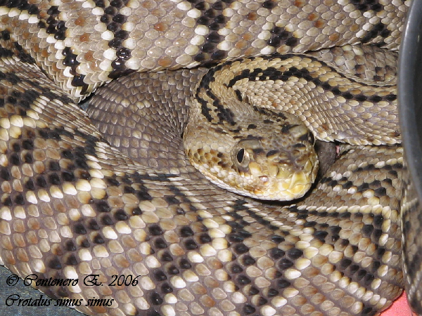  Crotalus simus simus ID = 