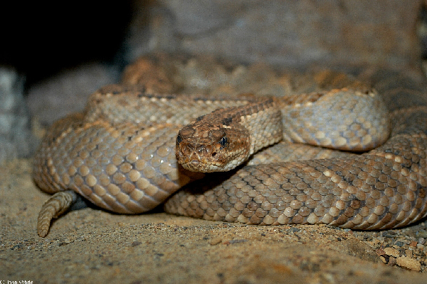  Crotalus unicolor ID = 