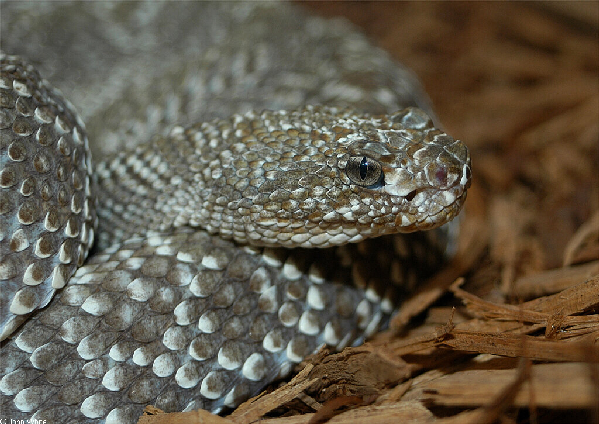  Crotalus vegrandis ID = 