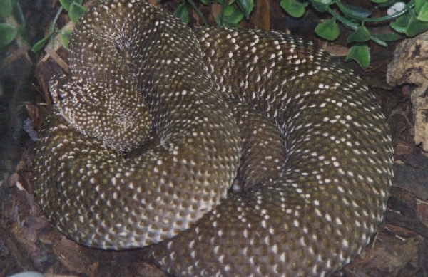  Crotalus vegrandis ID = 