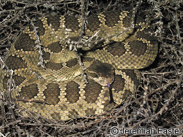  Crotalus viridis oreganus ID = 