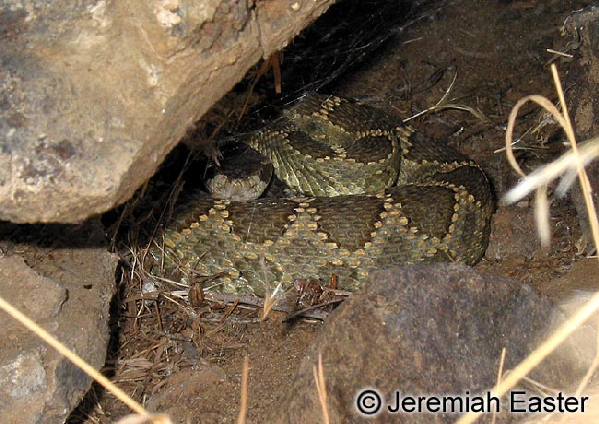  Crotalus viridis oreganus ID = 