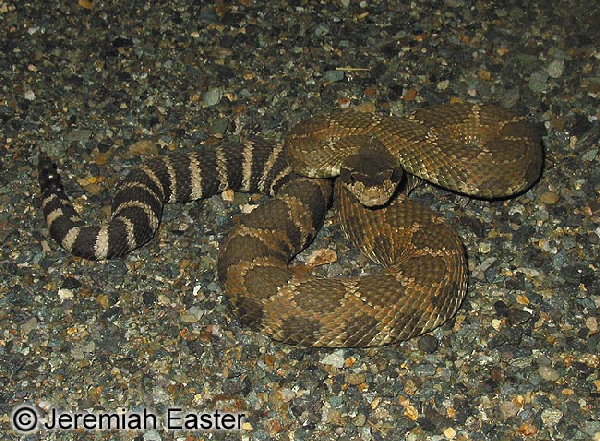  Crotalus viridis oreganus ID = 