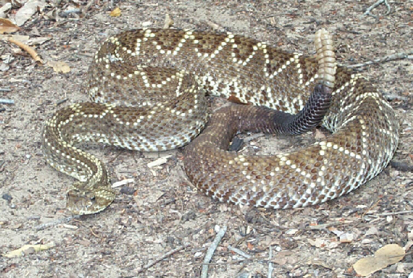  Crotalus durissus terrificus ID = 