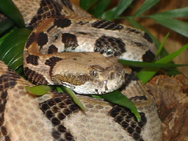  Crotalus horridus atricaudatus ID = 