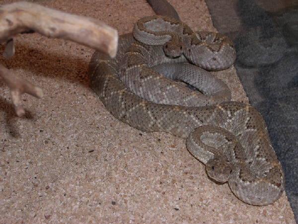  1.1 Crotalus unicolor (adult) ID = 