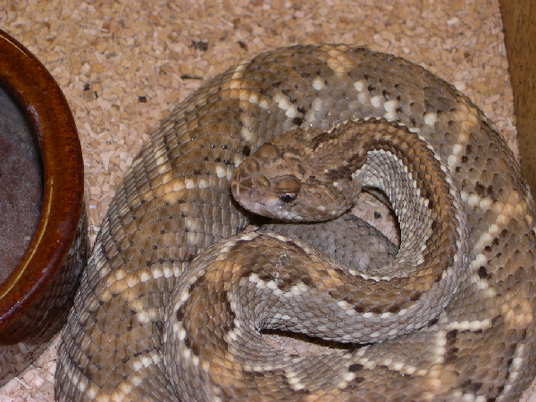  0.1 Crotalus unicolor (adult) ID = 