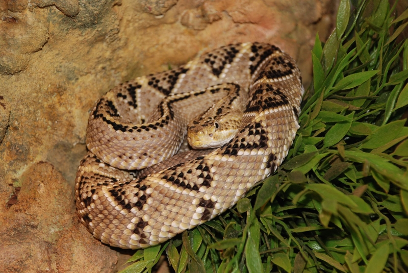  Crotalus simus culminatus ID = 