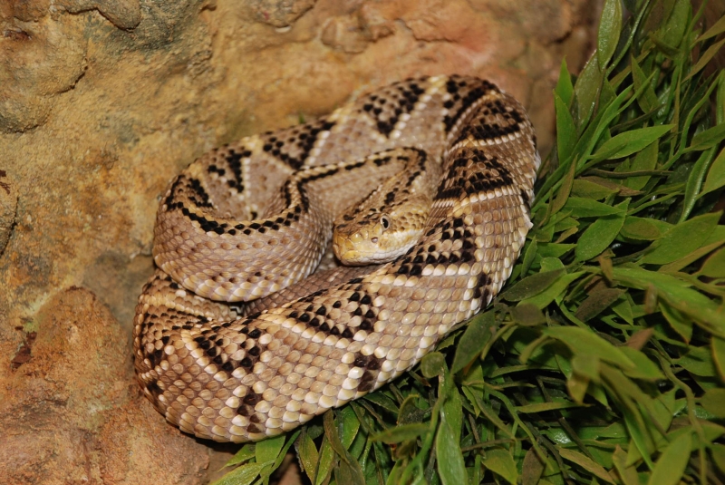  Crotalus simus culminatus ID = 