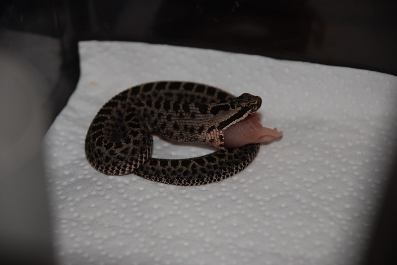  Crotalus t.triseriatus ID = 