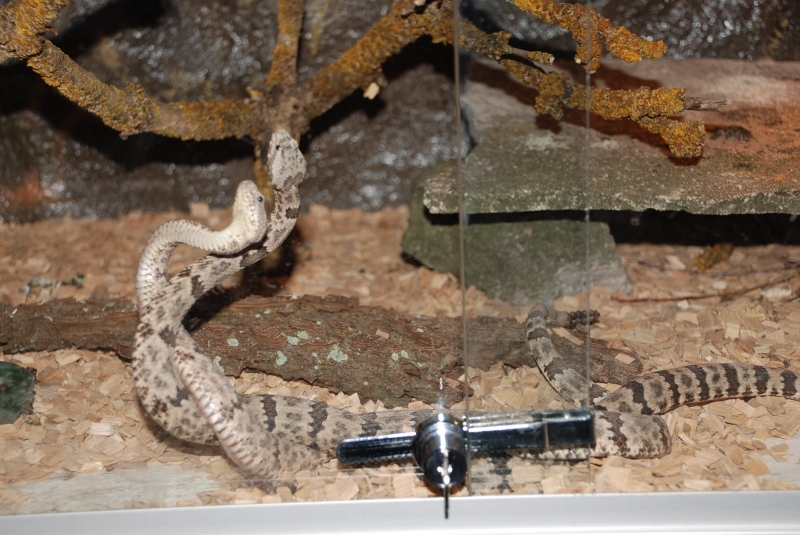  Crotalus l.lepidus ID = 