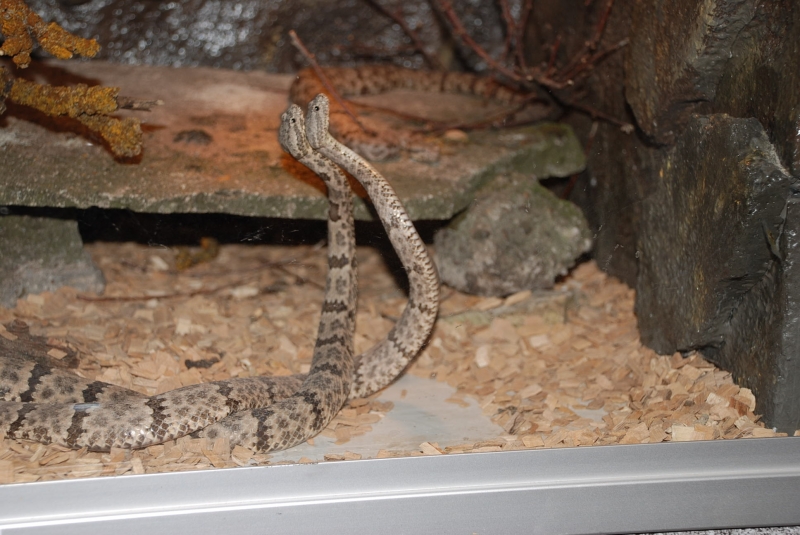  Crotalus l.lepidus ID = 