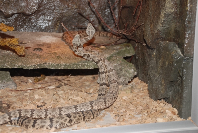  Crotalus l.lepidus ID = 