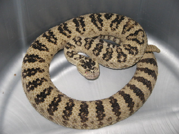  Crotalus oreganus lutosus ID = 