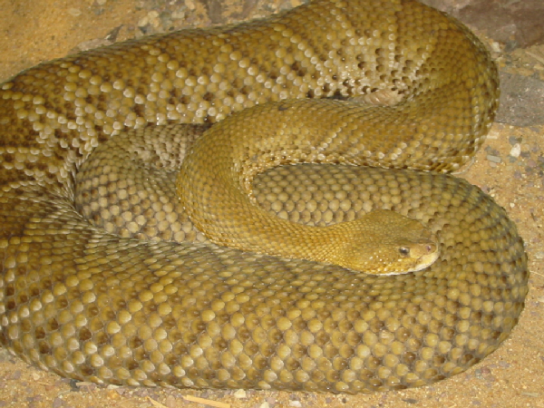  Crotalus basiliscus ID = 