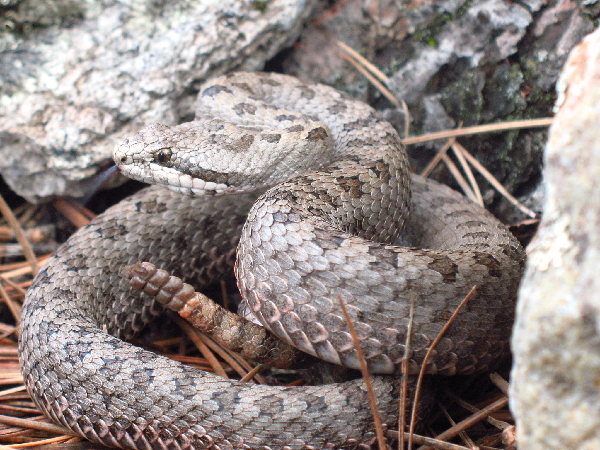  Crotalus p. pricei ID = 