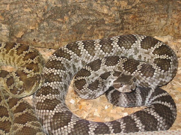  Crotalus viridis helleri ID = 