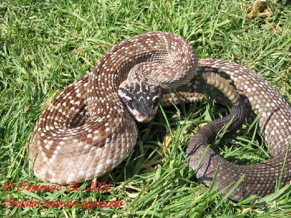  Crotalus molossus nigrescens ID = 