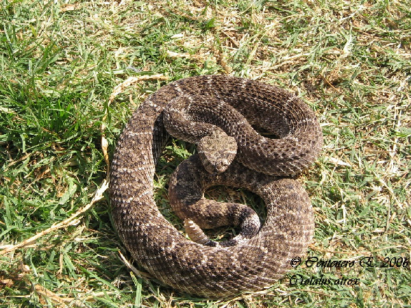  Crotalus atrox ID = 