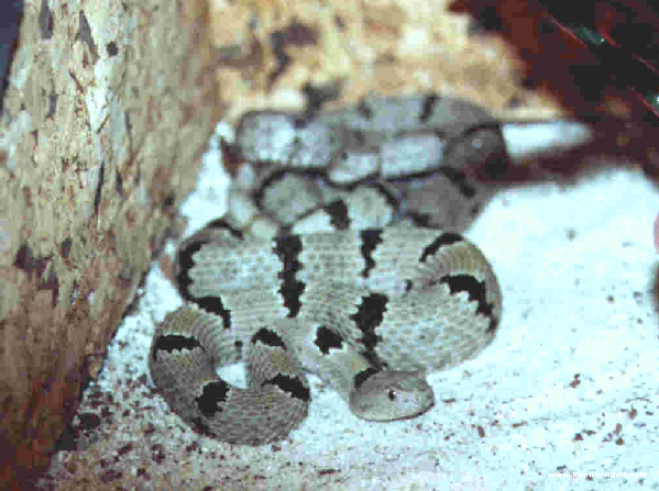  Crotalus lepidus klauberi ID = 