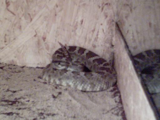  Crotalus Oreganus Oreganus ID = 