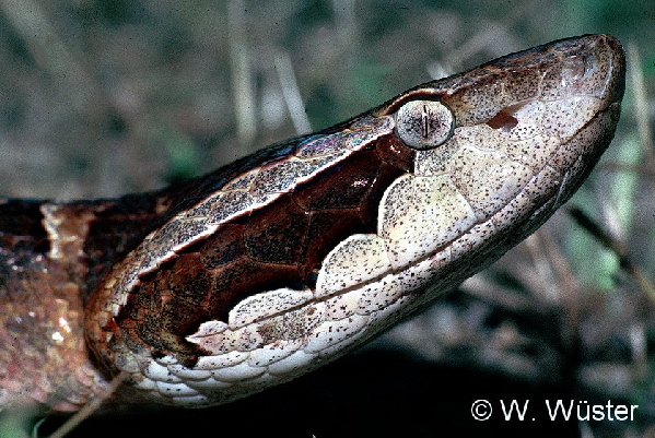  Calloselasma rhodostoma ID = 