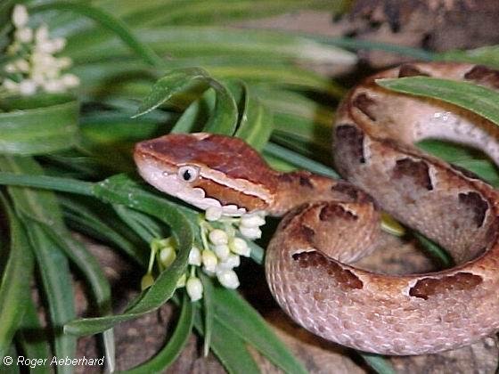  Calloselasma rhodostoma ID = 