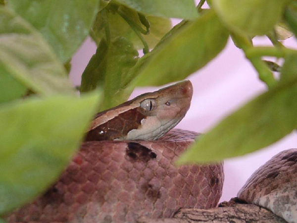  Calloselasma rhodostoma ID = 