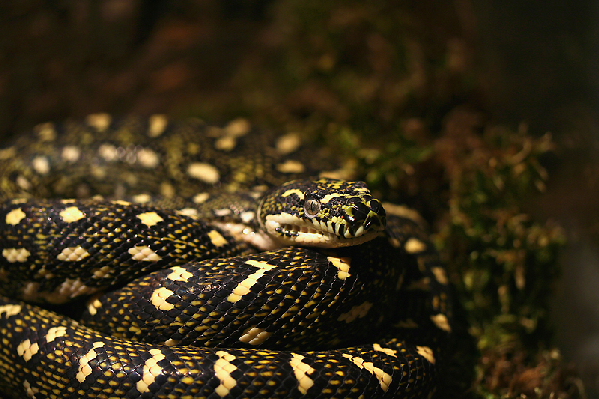  Morelia spilota spilota ID = 